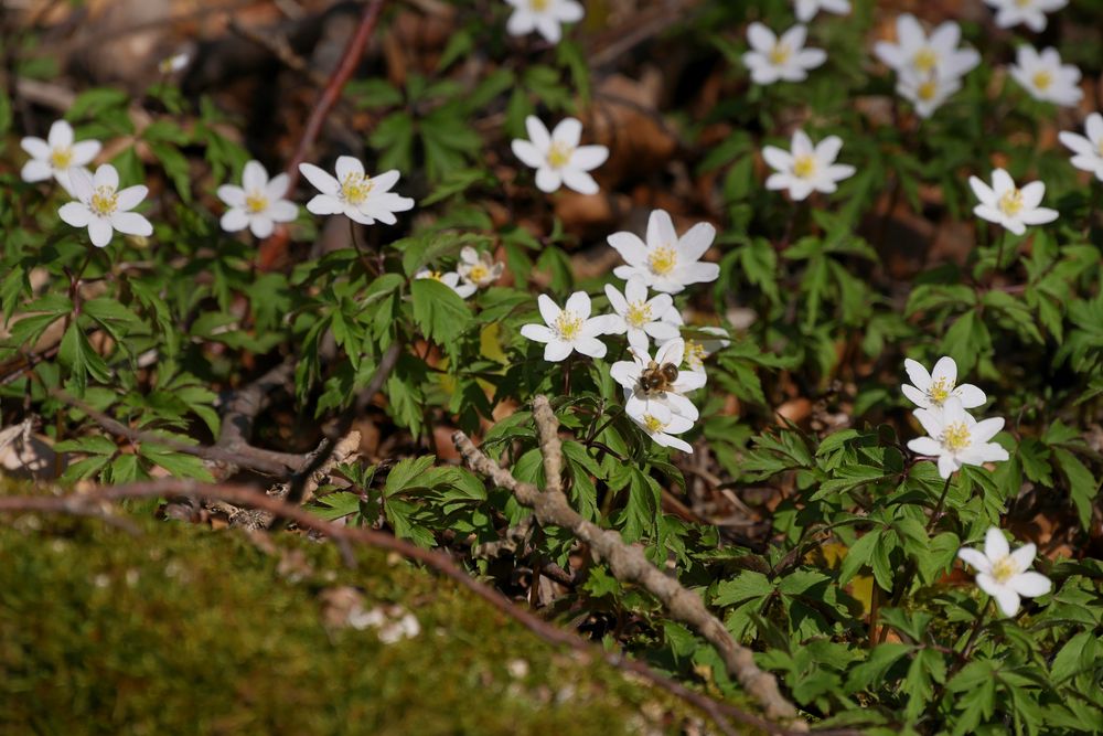 blümchen