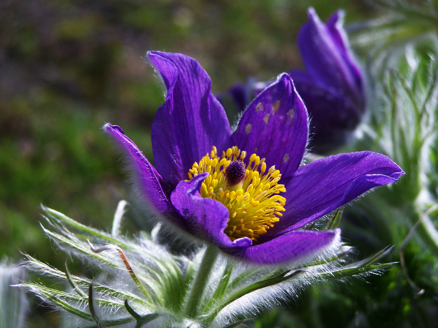 blümchen