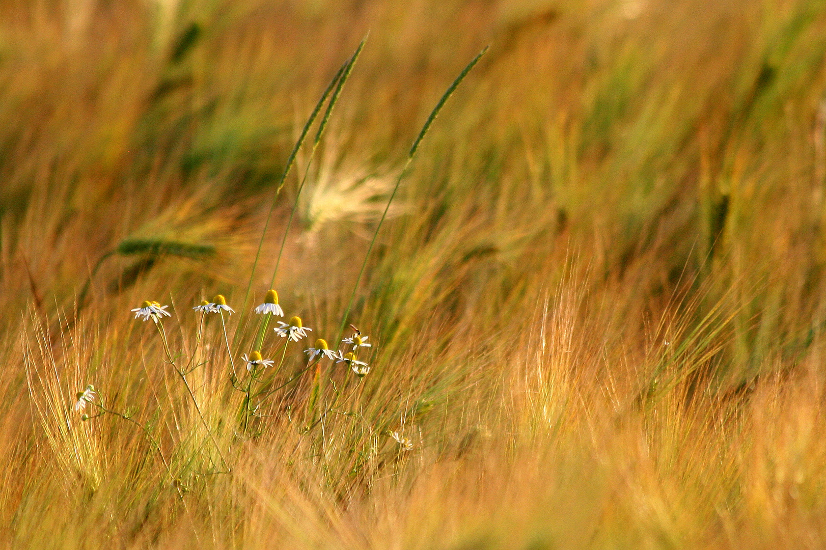 Blümchen