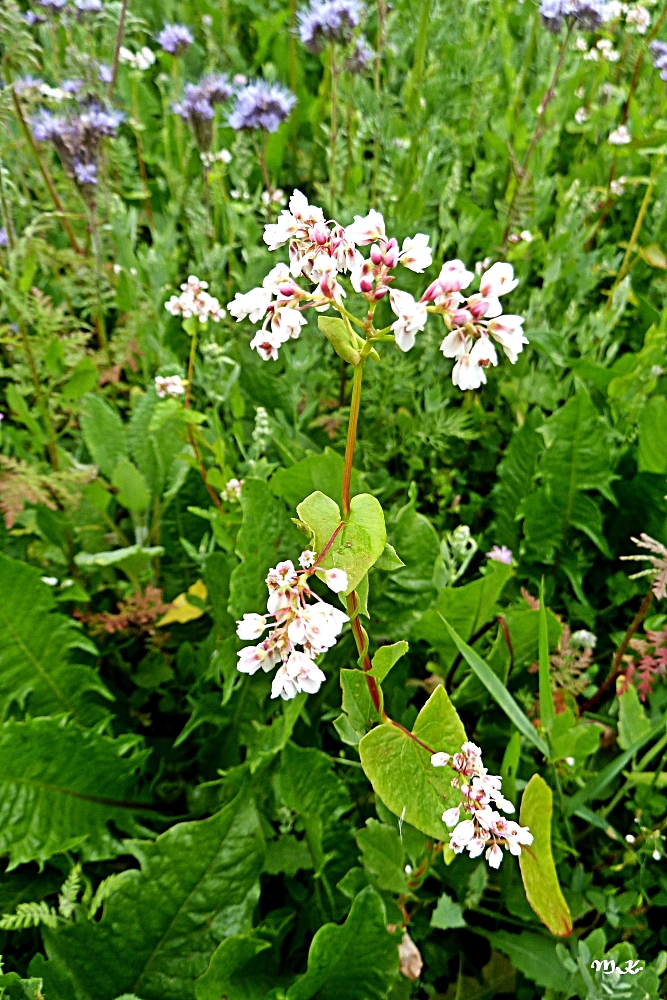 Blümchen...