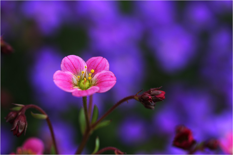 Blümchen.........