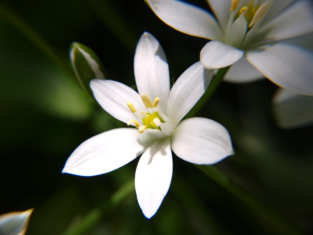 Blümchen