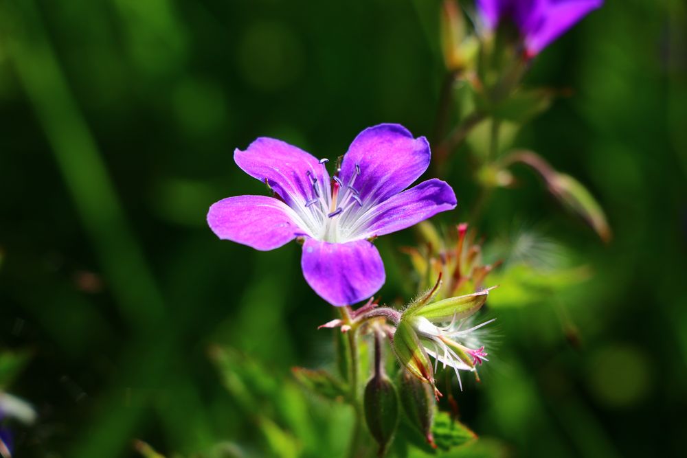 Blümchen