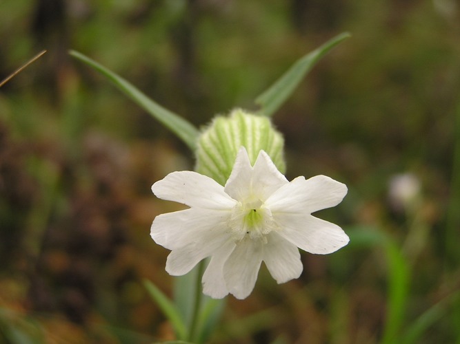 Blümchen