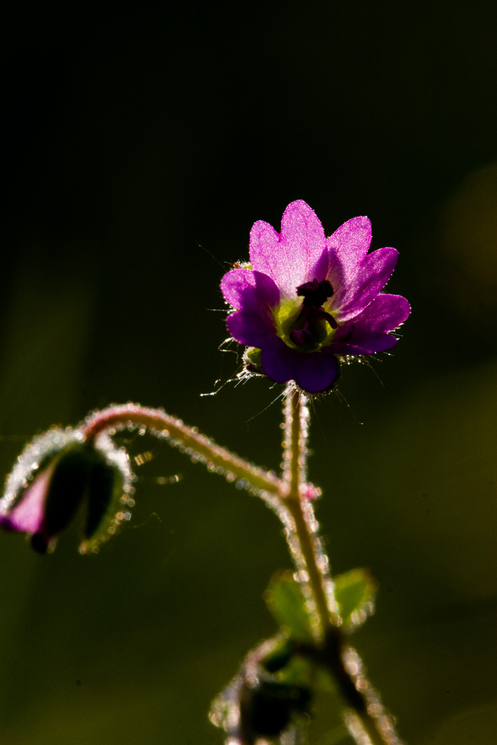 Blümchen