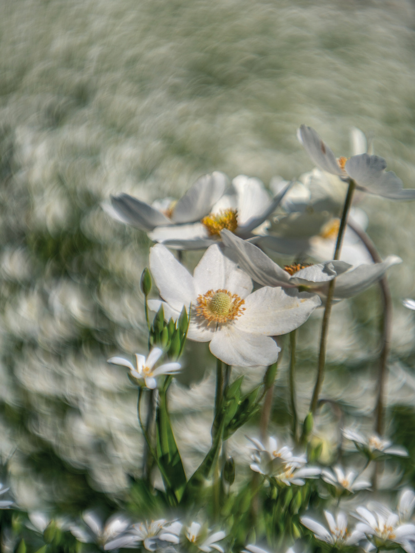 Blümchen