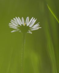 Blümchen