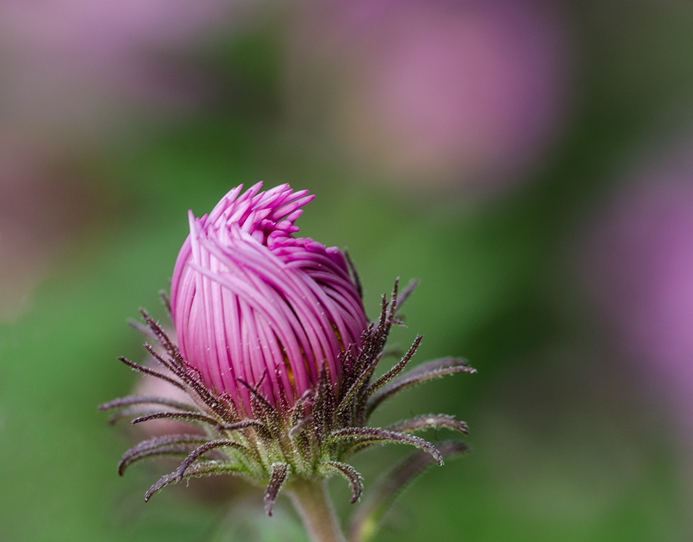 Blümchen