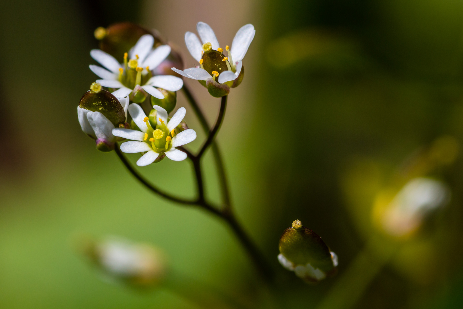 Blümchen