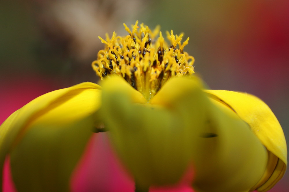blümchen 2