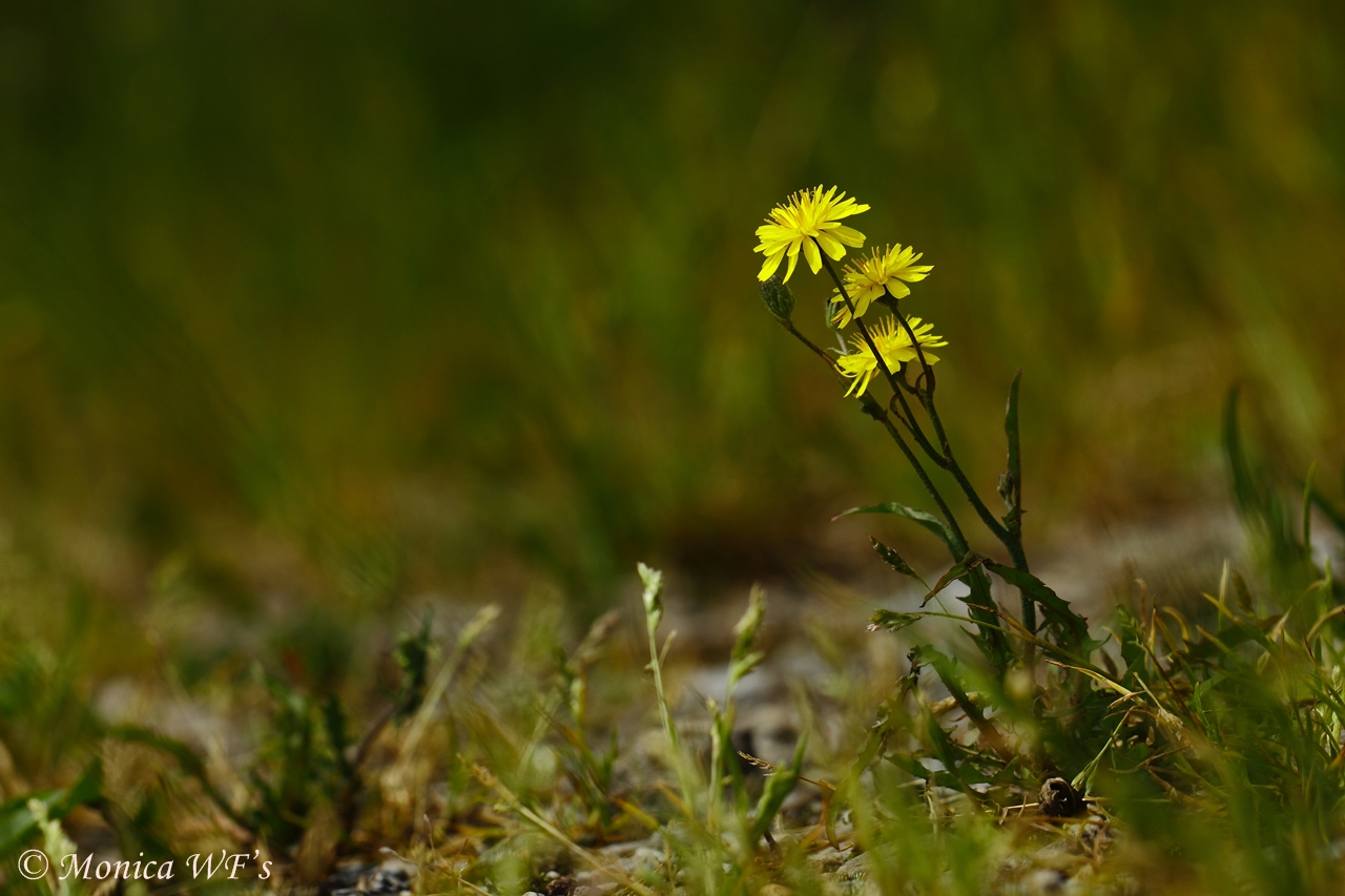 Blümchen 2 ....