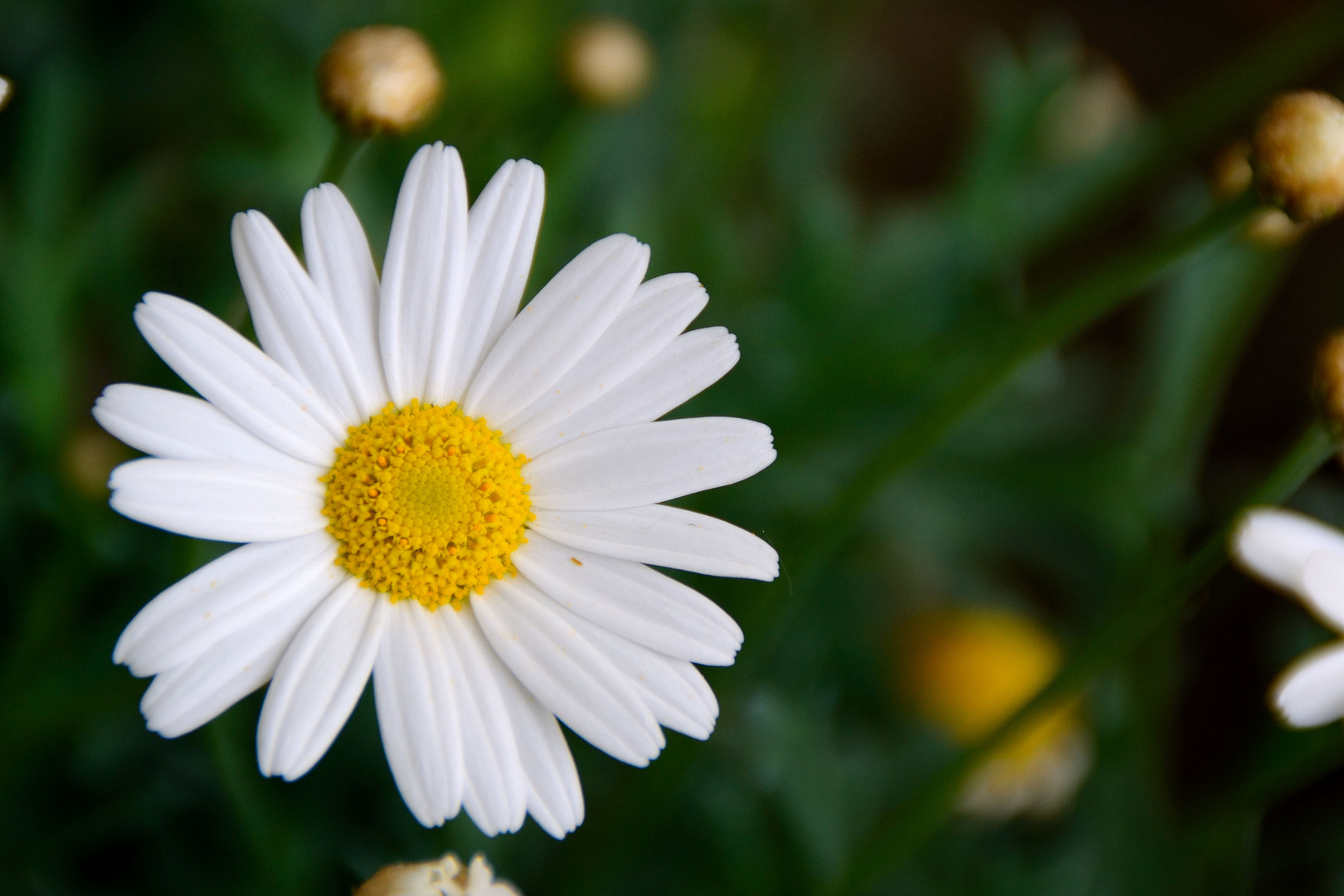 Blümchen Foto & Bild pflanzen, pilze & flechten, blüten