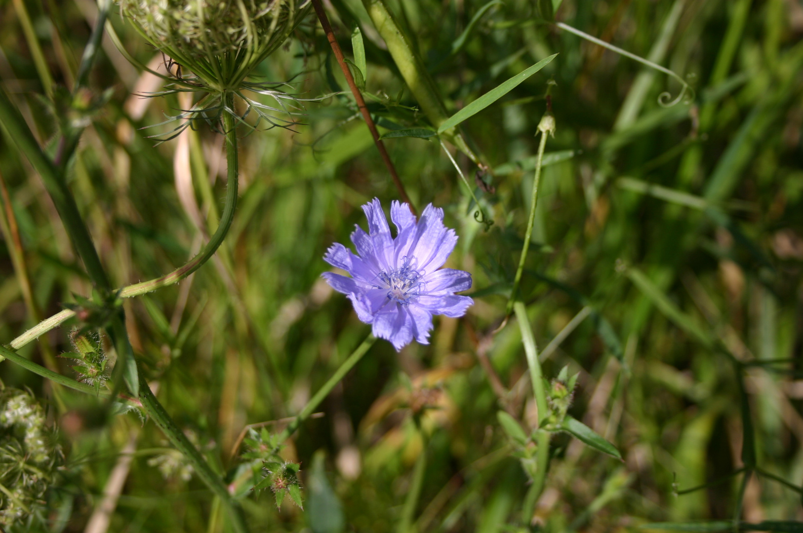 Blümchen