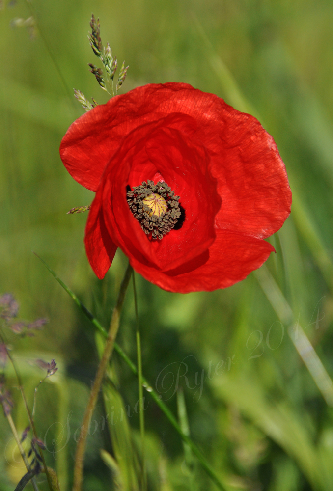 Blümchen...