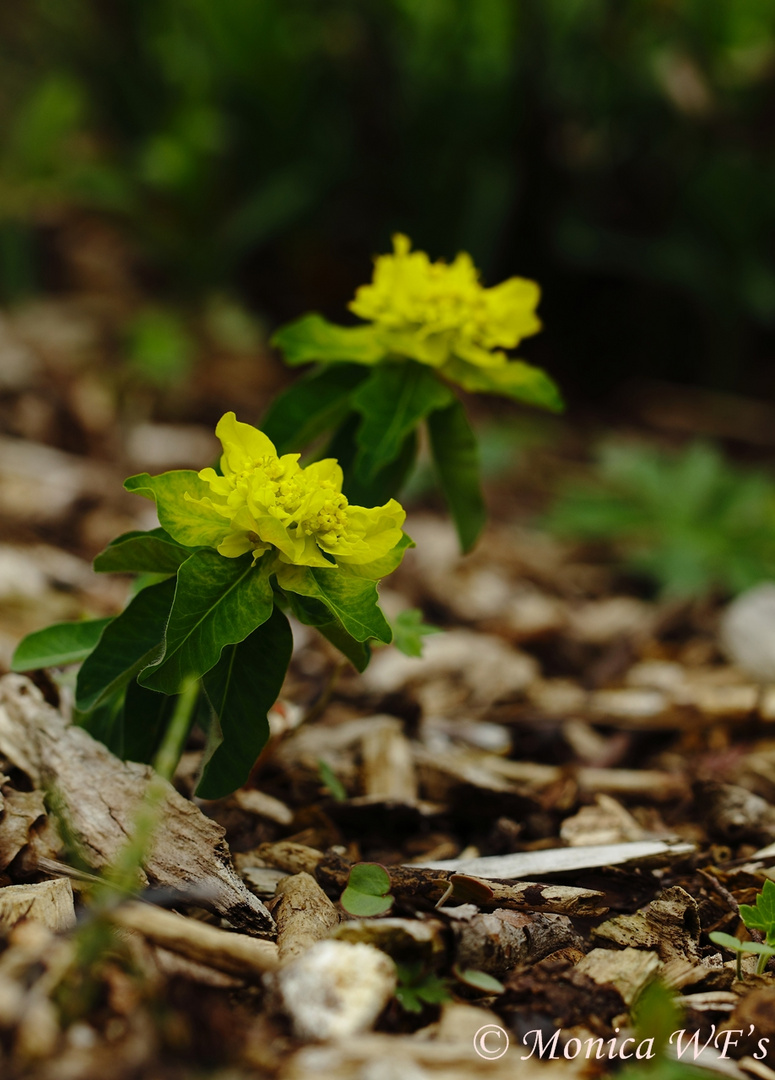 Blümchen 3 ....