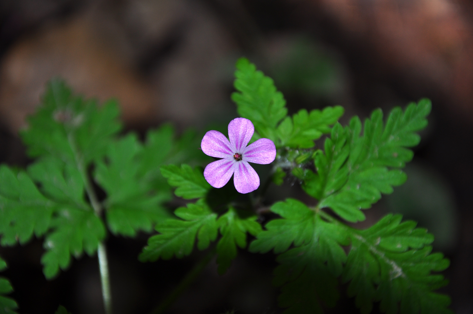 Blümchen