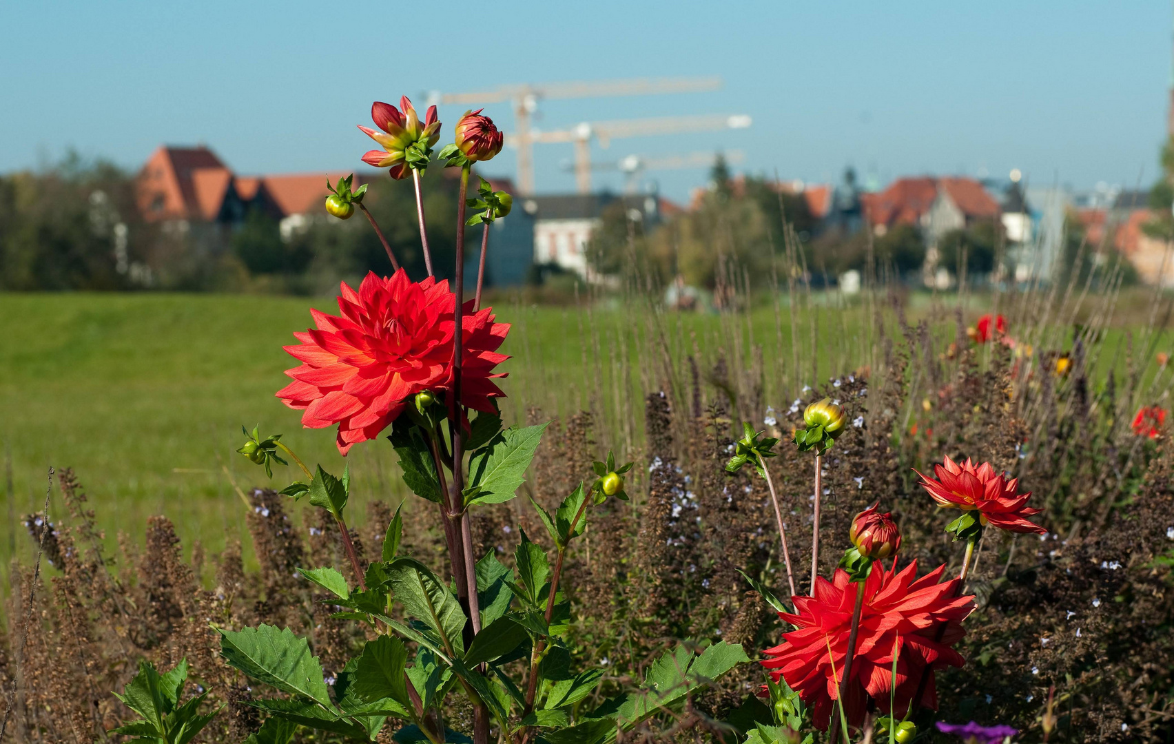 Blümchen...