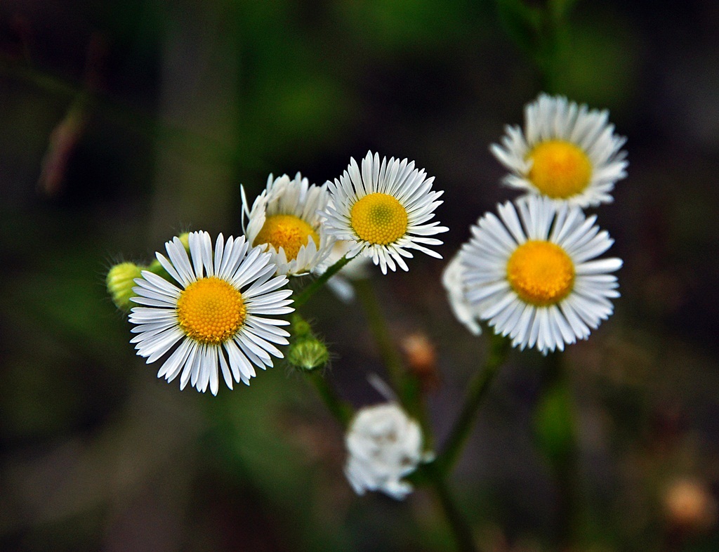 Blümchen