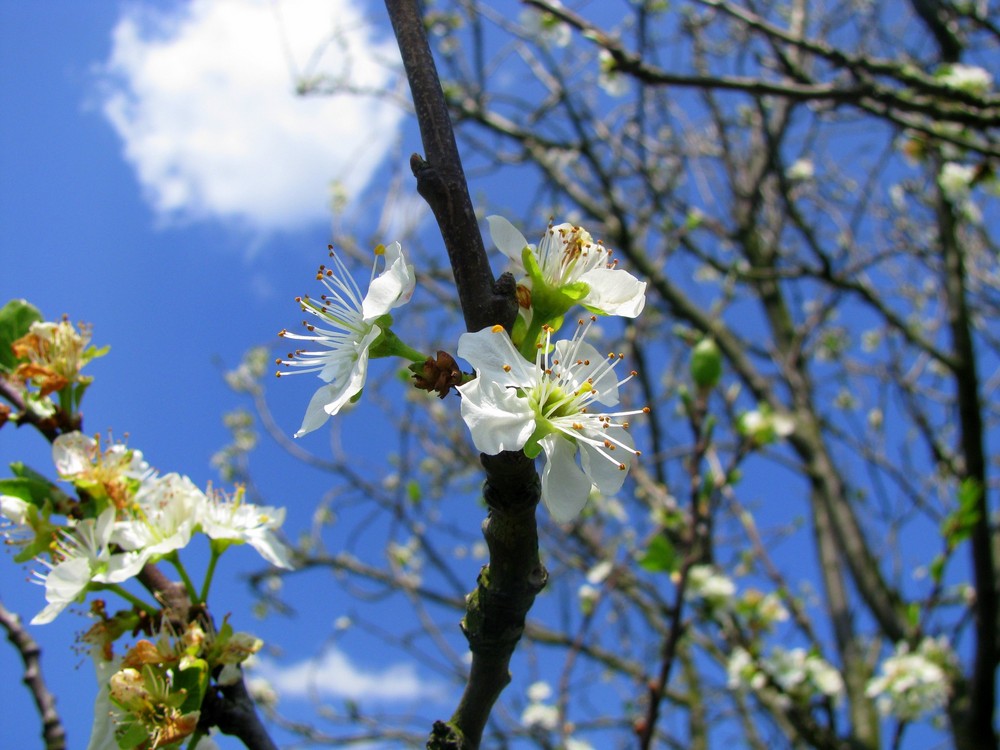 Blümchen