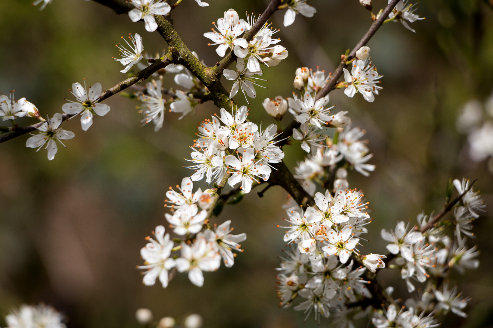 Blümchen