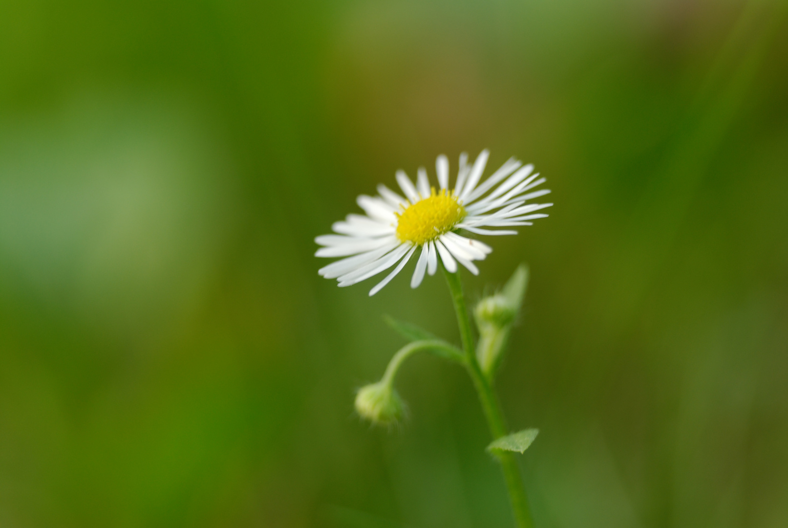 Blümchen