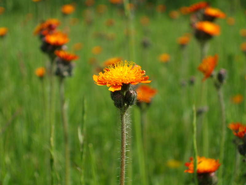 Blümchen