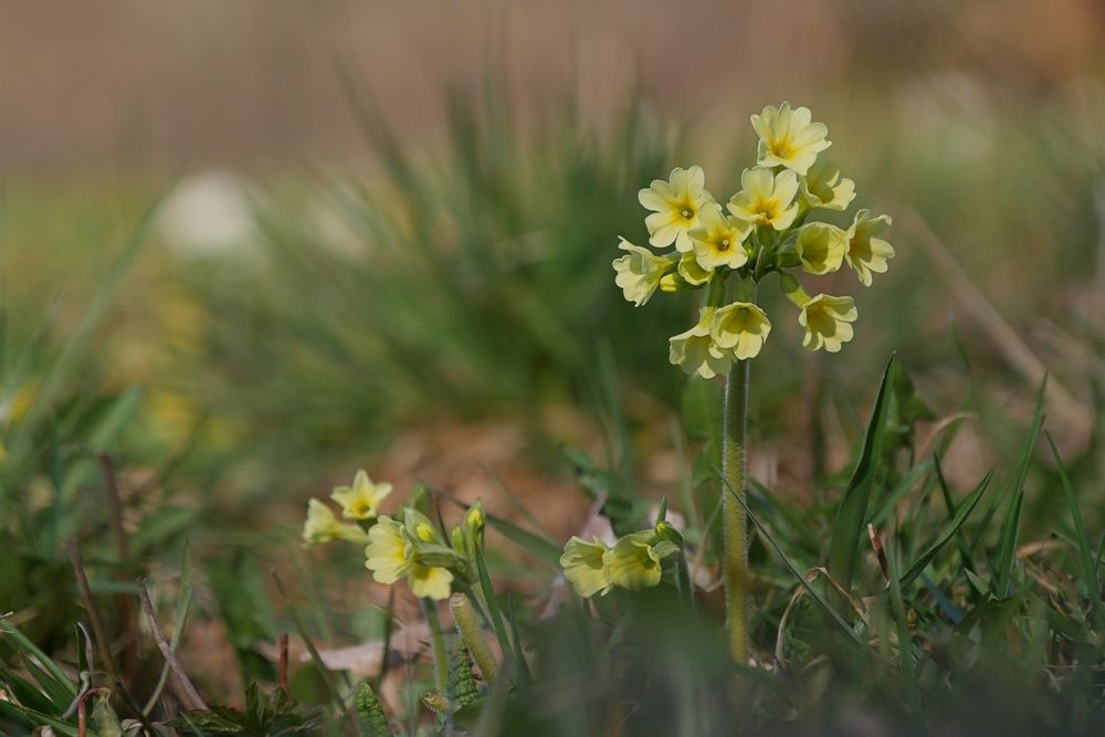 blümchen