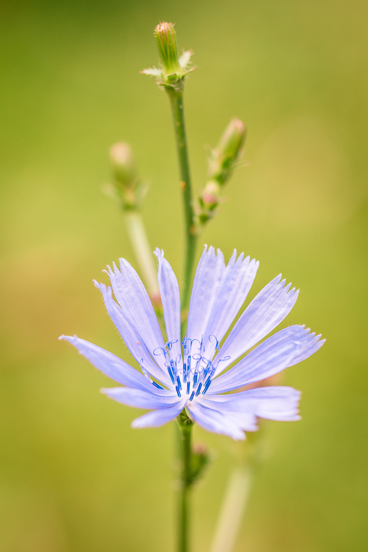 Blümchen