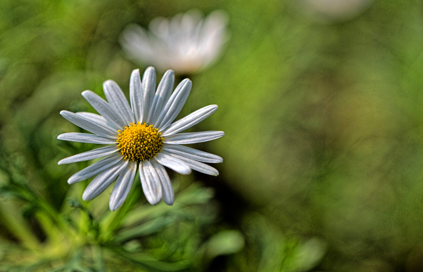 Blümchen