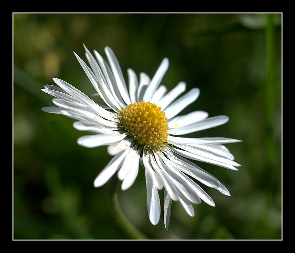 Blümchen