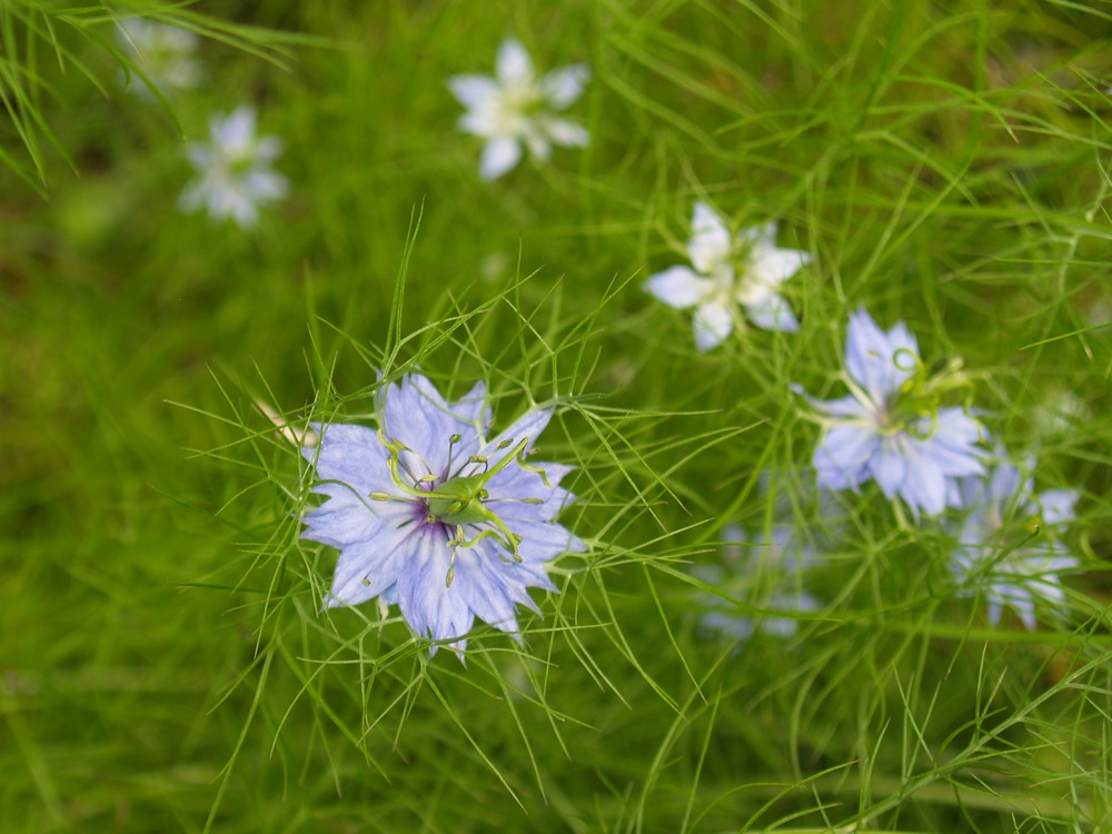 Blümchen