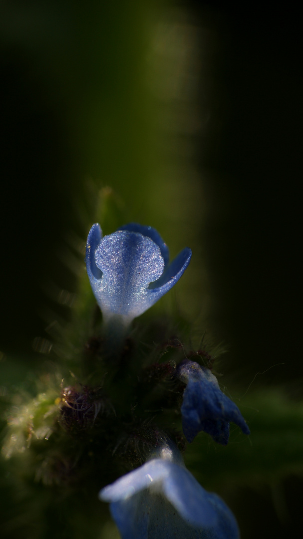 Blümchen