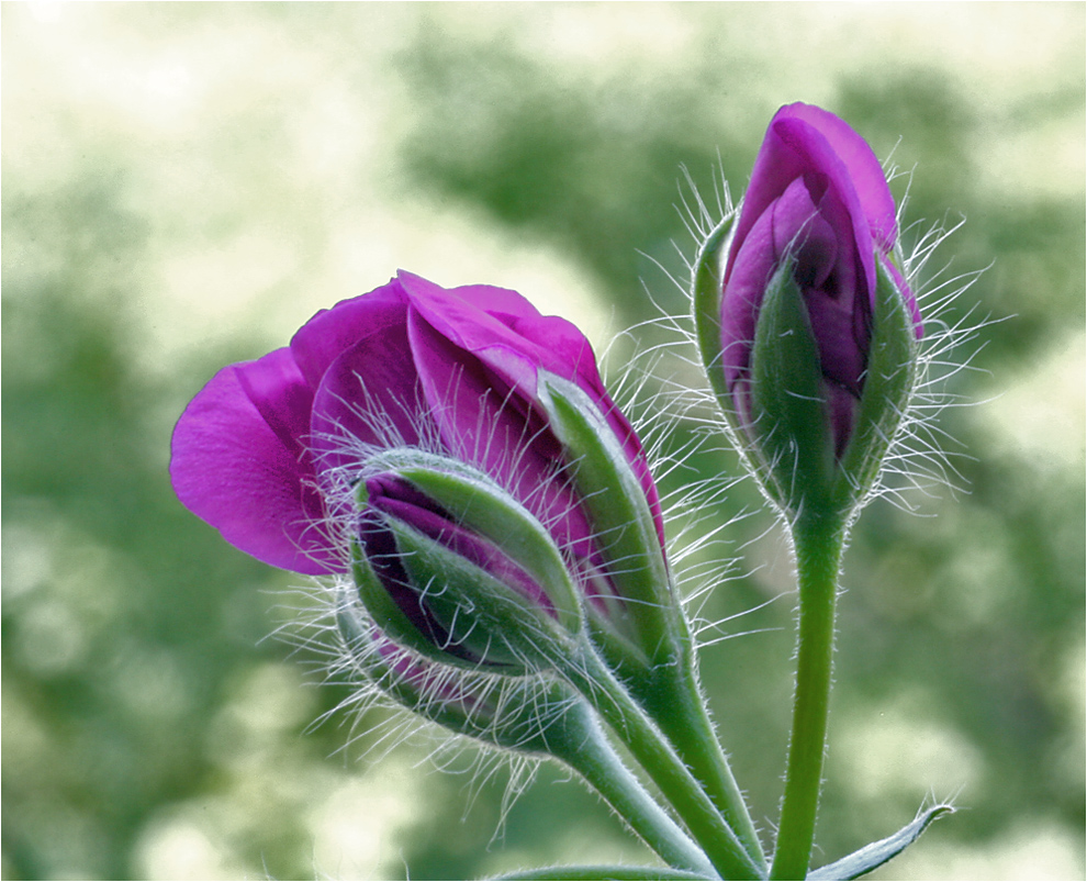 Blümchen