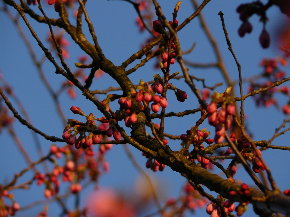 blümchen