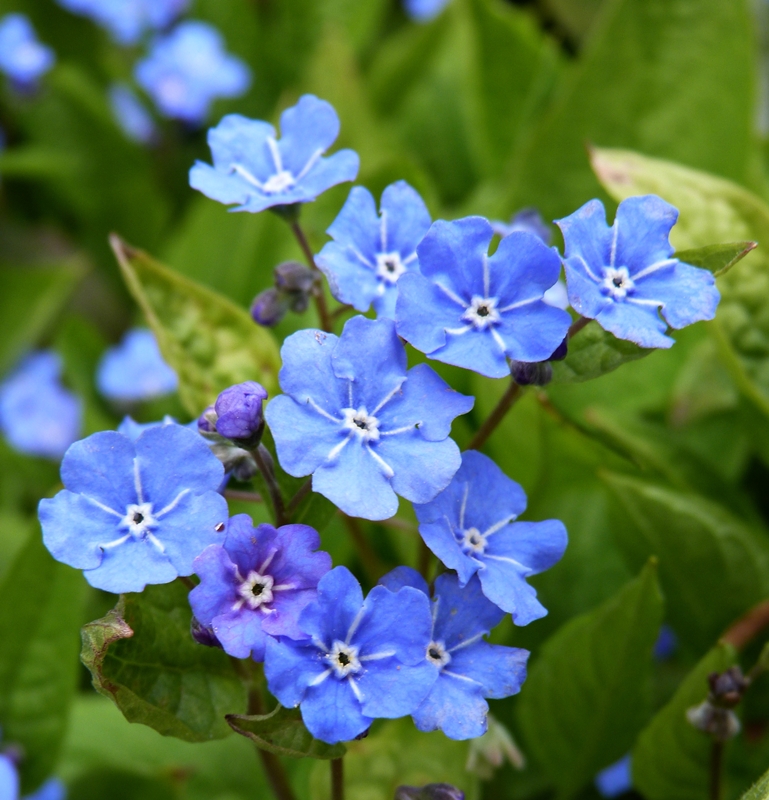 Blümchen von Melschn 