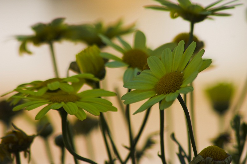 Blümchen