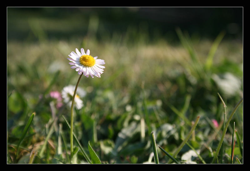 Blümchen