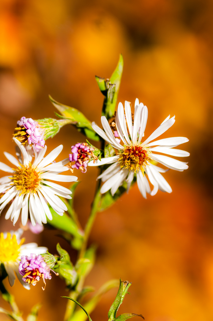 Blümchen