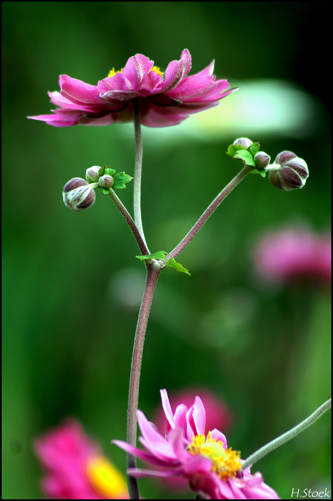 Blümchen