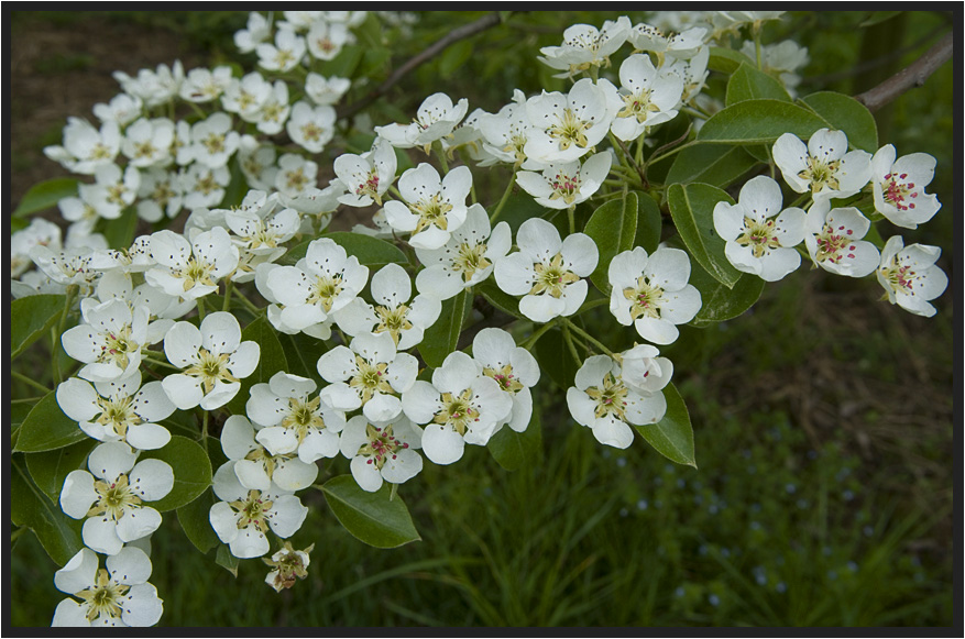 Blümchen