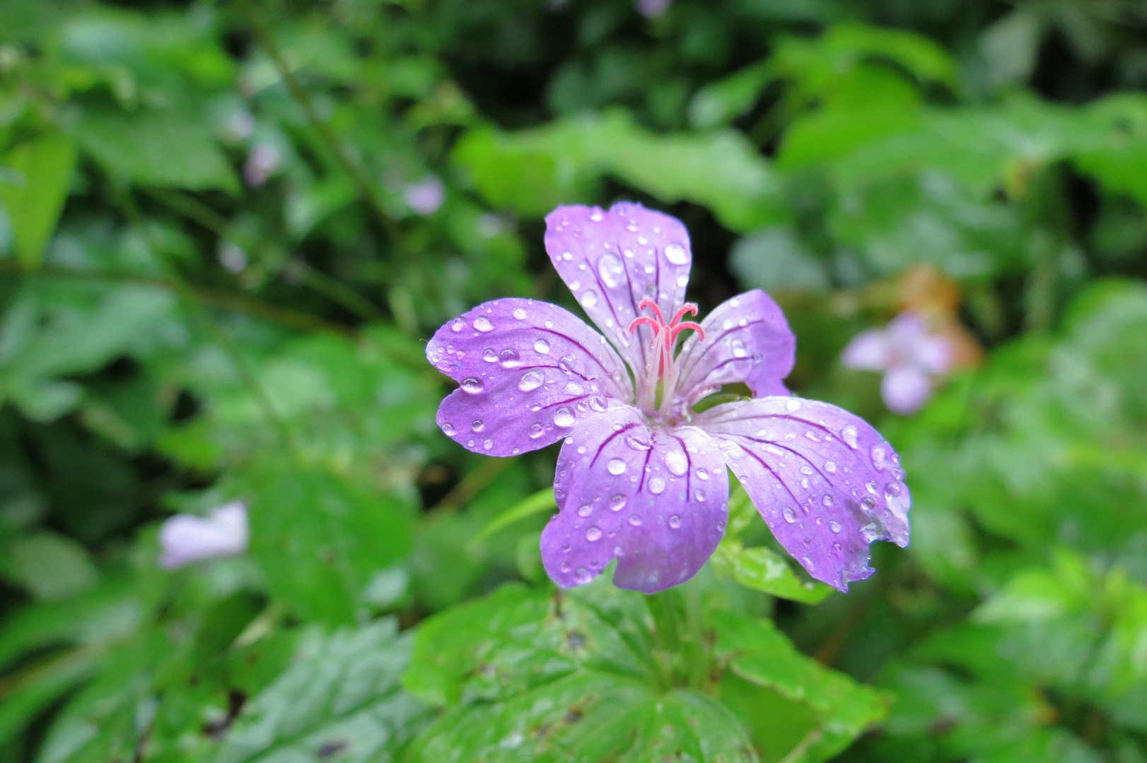 Blümchen