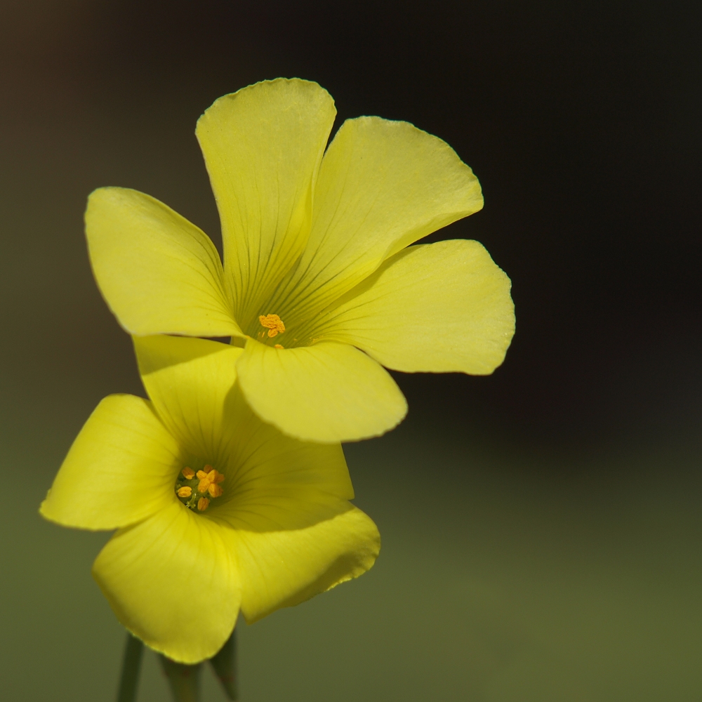 Blümchen