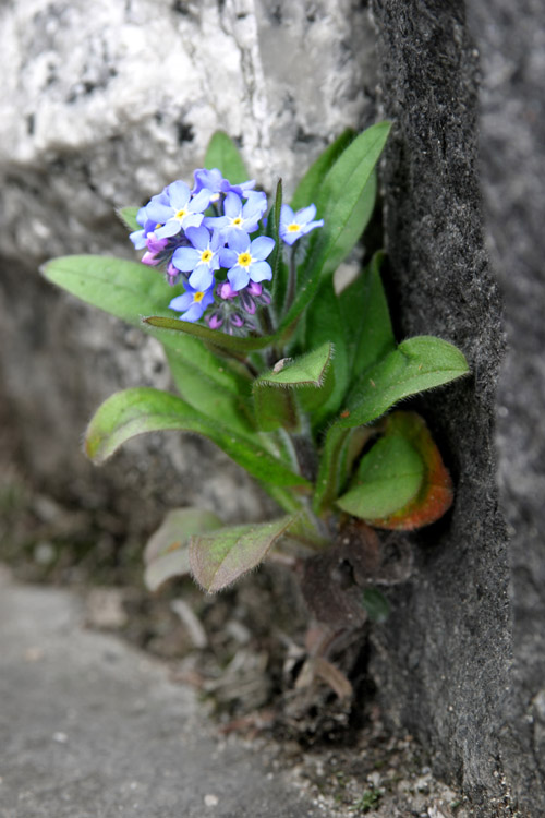 Blümchen