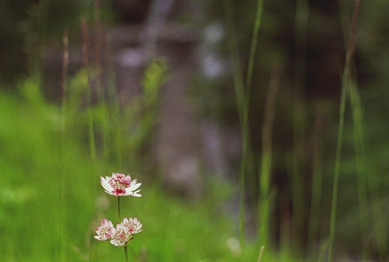 Blümchen