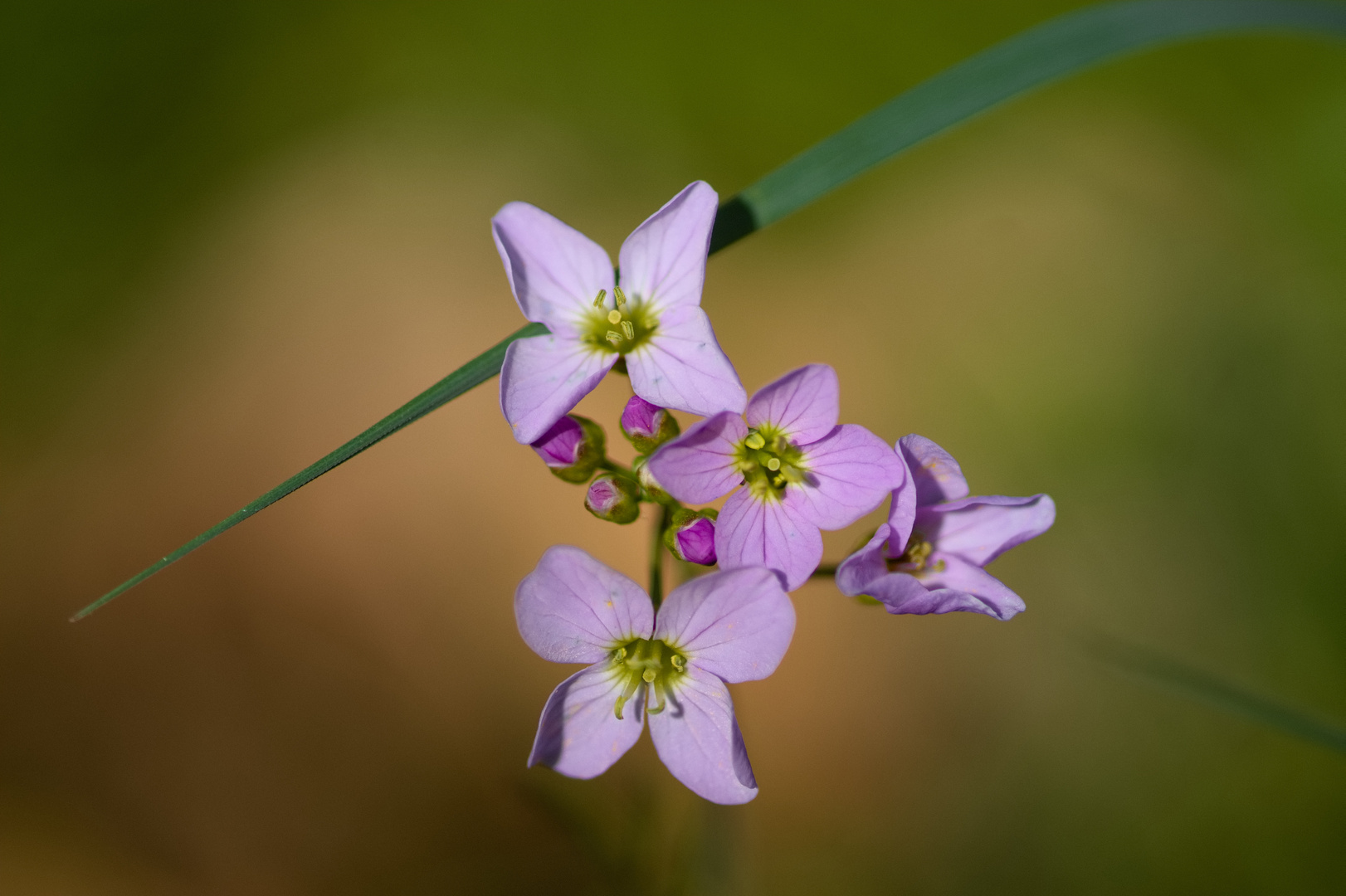 Blümchen