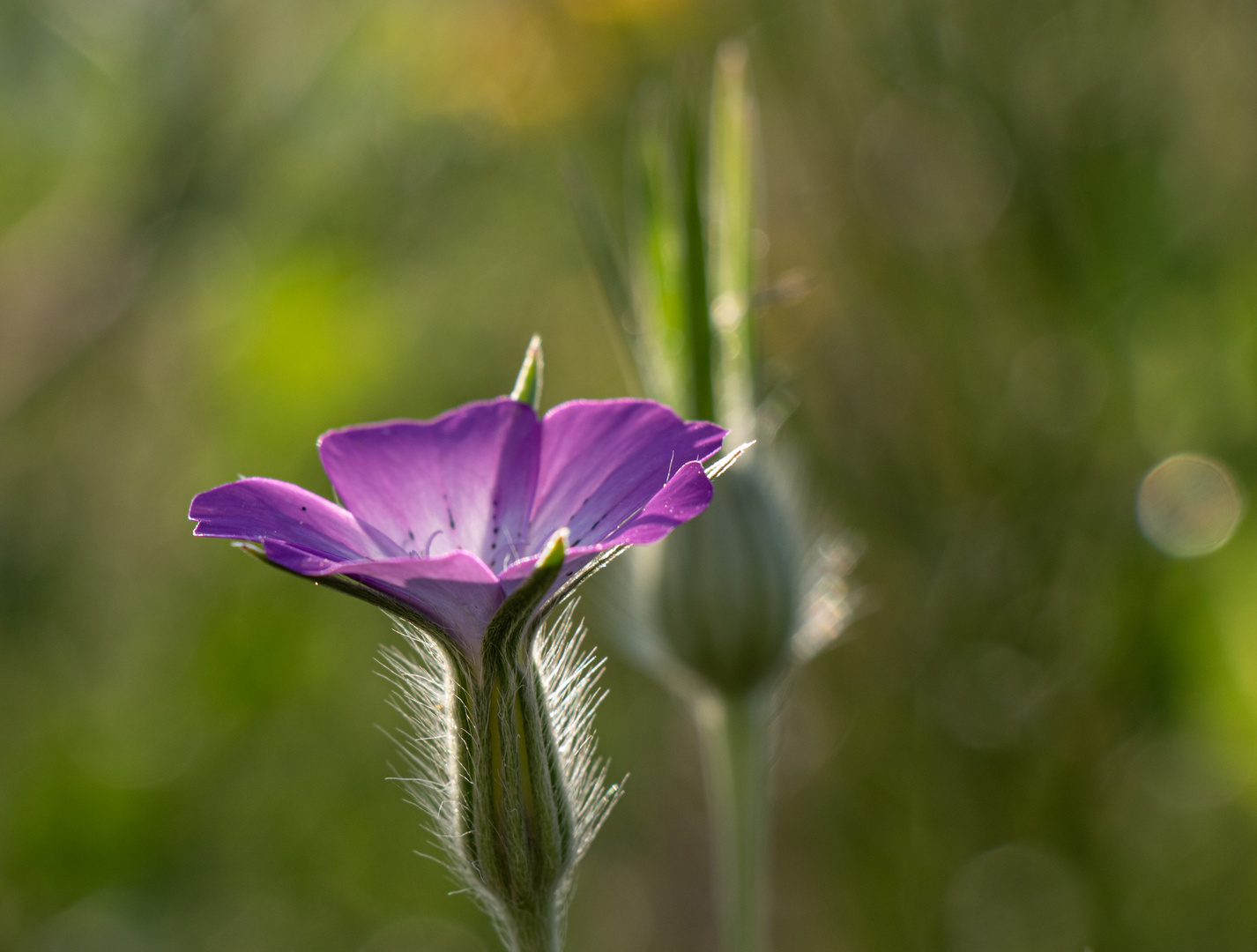 Blümchen