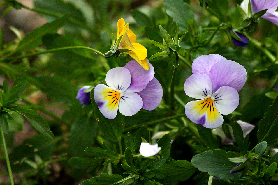 Blümchen