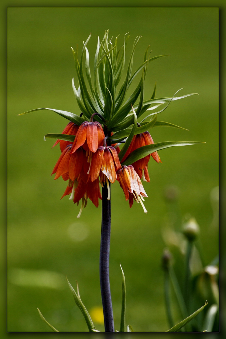 Blümchen...