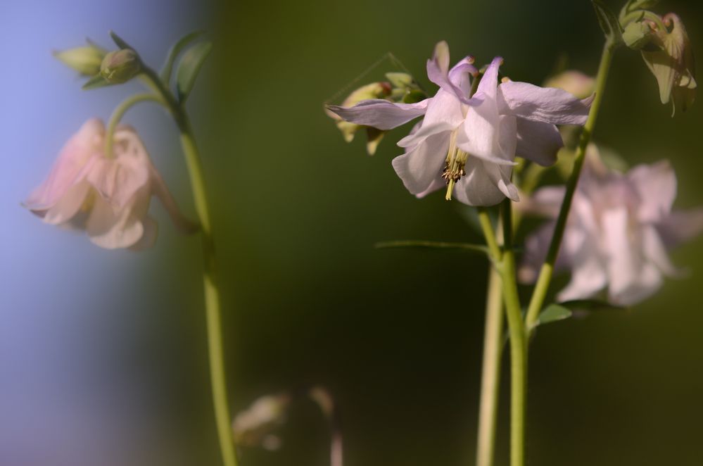 Blümchen