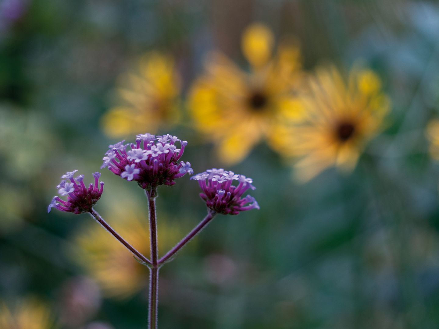 Blümchen